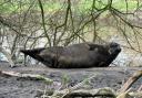 Seal found on river bed at Rivers Edge housing estate