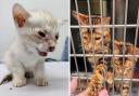 Bengal cats found in a 'horrific' breeding situation in Runcorn taken in by Warrington Animal Welfare