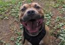 Bronson the Staffordshire bul terrier is looking for his forever home