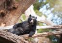 Andean bears arrive at Knowsley
