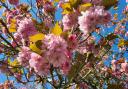 Blossom in Warrington