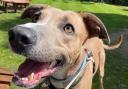 Alvin the Lurcher is looking for a new home