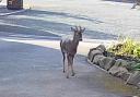 Another deer sighting has been reported in Great Sankey