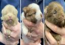 Three puppies were found abandoned in a shoe box