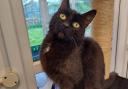 Peanut is looking for a loving new home after she was found in a garden