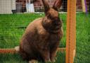 A large fluffy brown rabbit is looking for his forever home