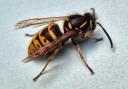 Aaran Wilson snapped what he says is this Asian hornet in the bathroom of his Padgate home