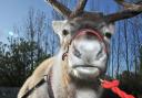 Christmas reindeers will be with Santa at the farm