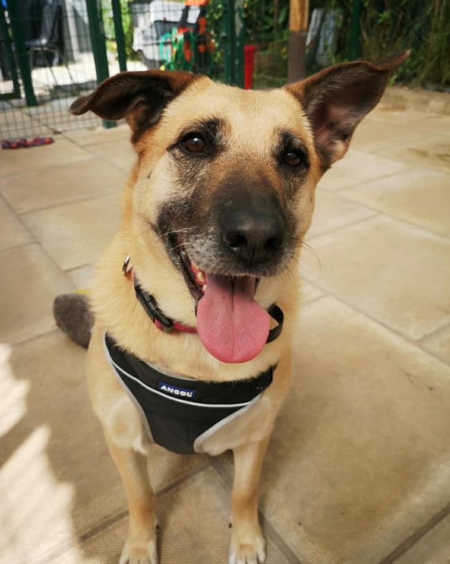 Can you help find Lottie a home?