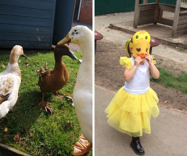 Six fluffy ducklings hatched at Alderman Bolton Primary School as part of a springtime learning project