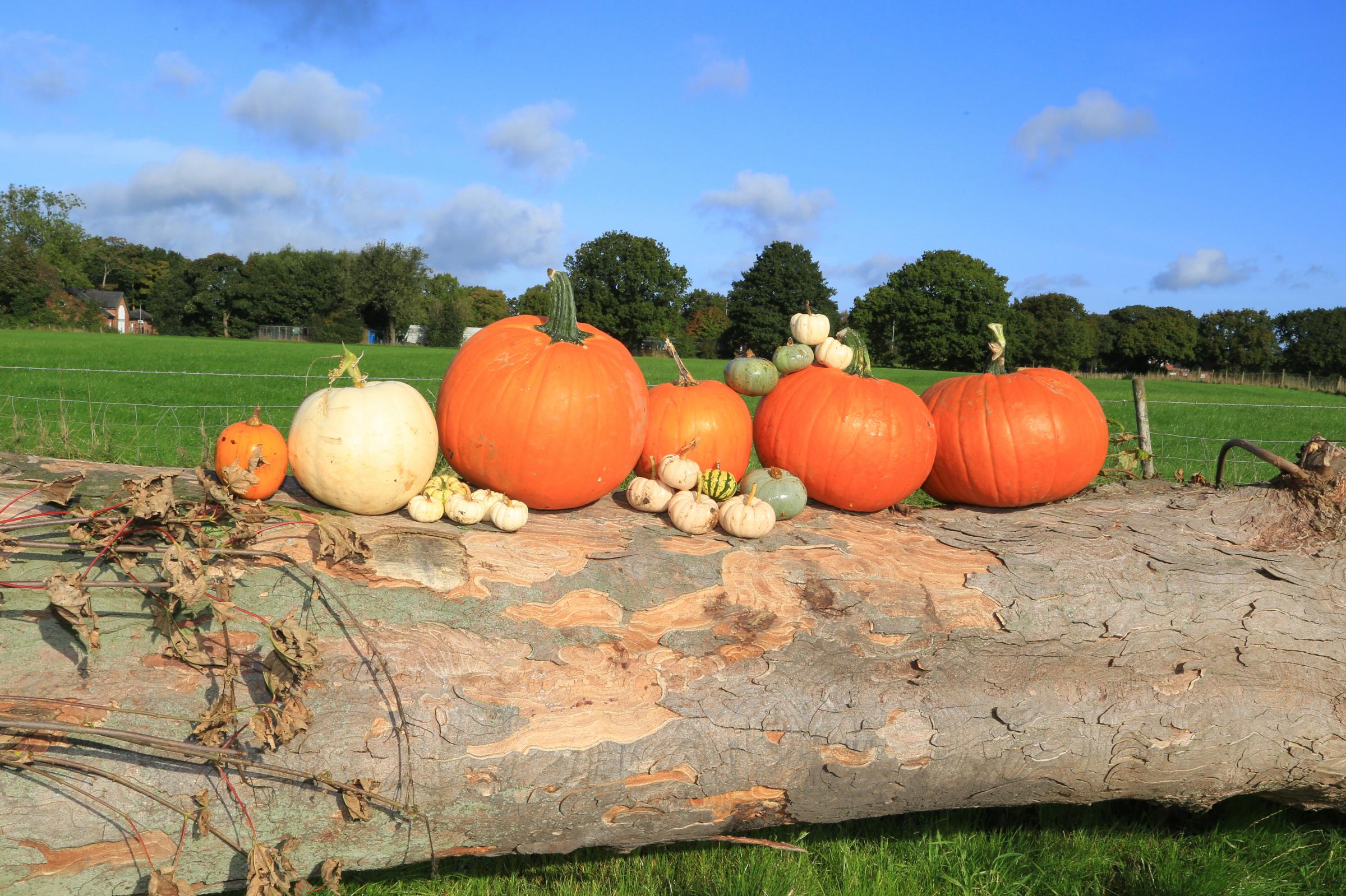 Pumpkin picking at Bates Farm returns - Pictures: Brian Touhey Photography