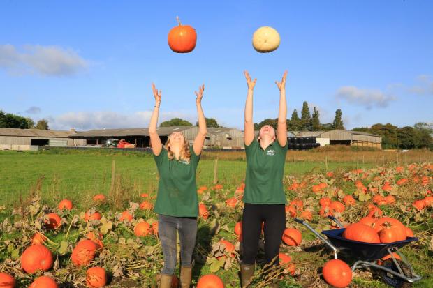 Warrington Guardian: Jumping for joy ahead of the pumpkin picking season - Pictures: Brian Tuohey Photography