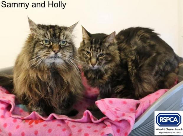 Warrington Guardian: This duo are looking for their retirement home (RSPCA)