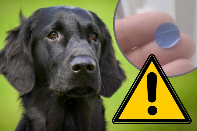 Warning to UK dog owners over thieves as mysterious stickers appear on homes. (Image: Wirral Animal Samaritans: Facebook/Canva)
