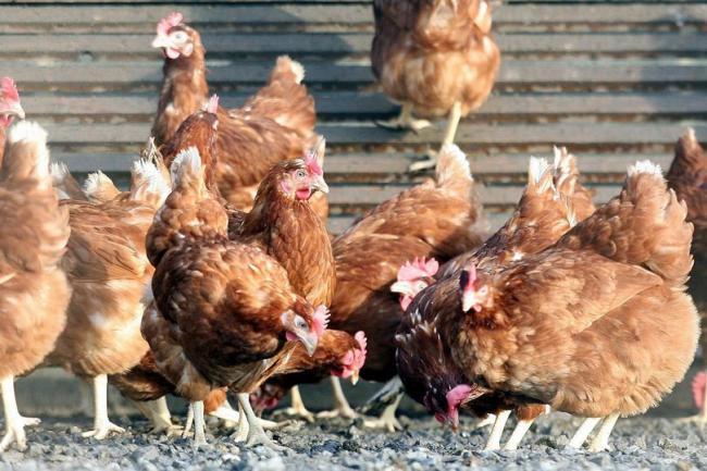 Measures put in place after Bird Flu case is confirmed in Cheshire