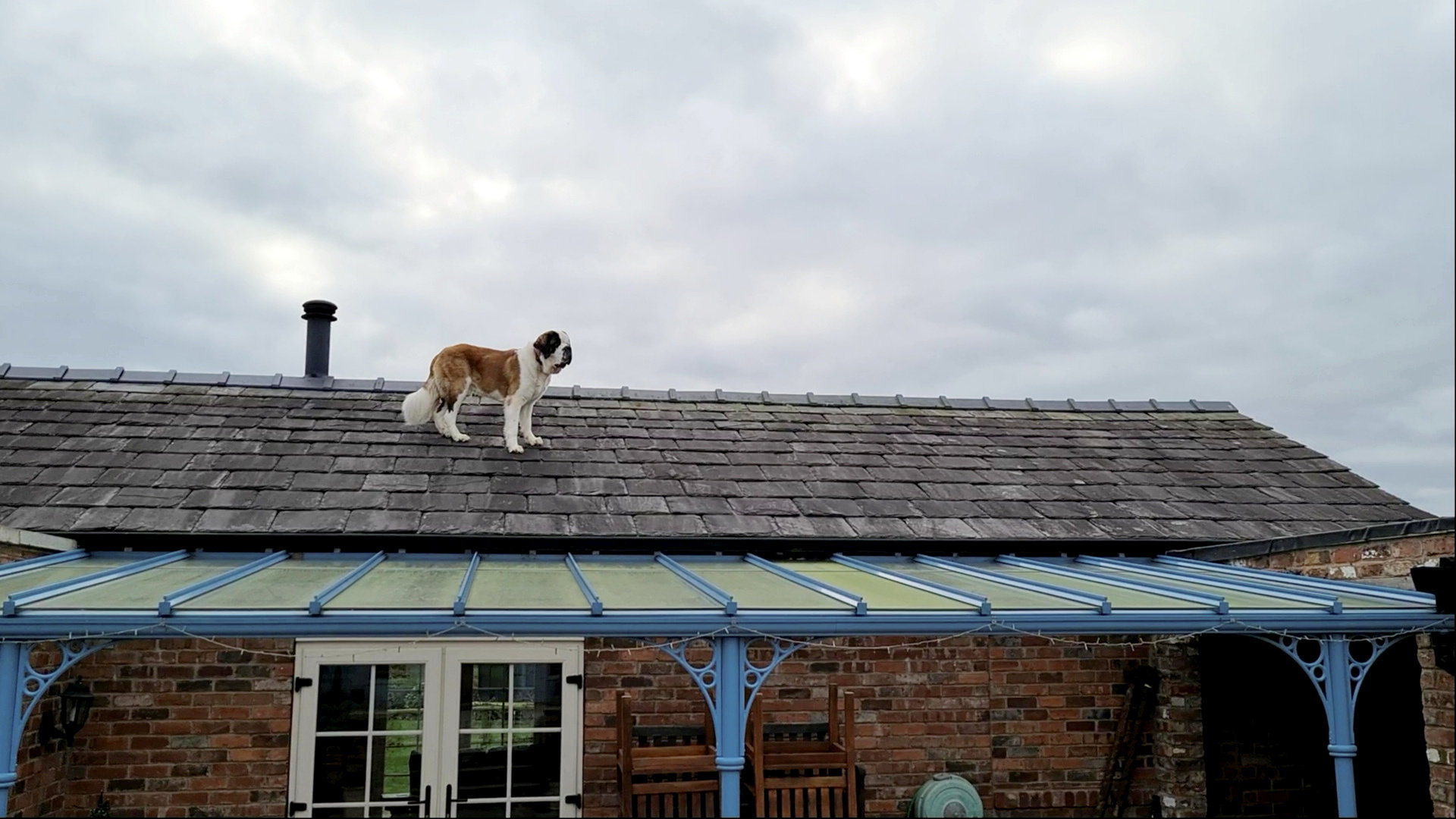 Sampson the St Bernard managed to get himself stranded on the roof