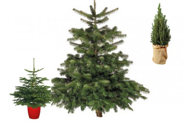 Warrington Guardian: Lidl is offering indoor and outdoor Christmas trees (Lidl)