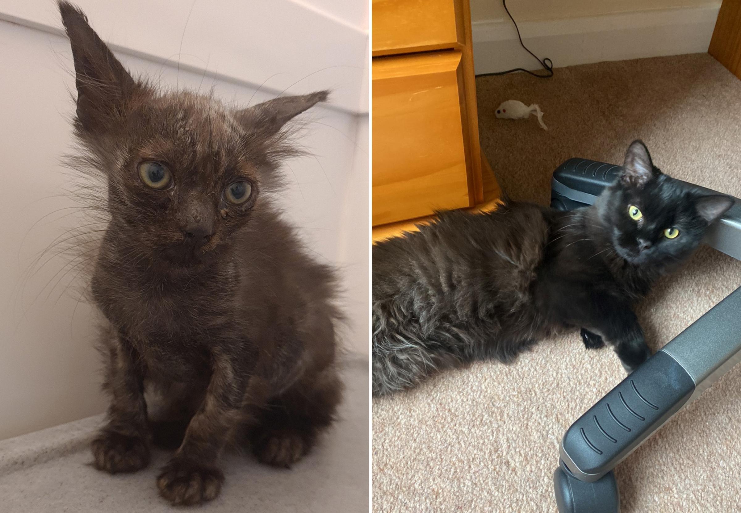 Before and after - Tansy when she arrived in care and now in her new home.