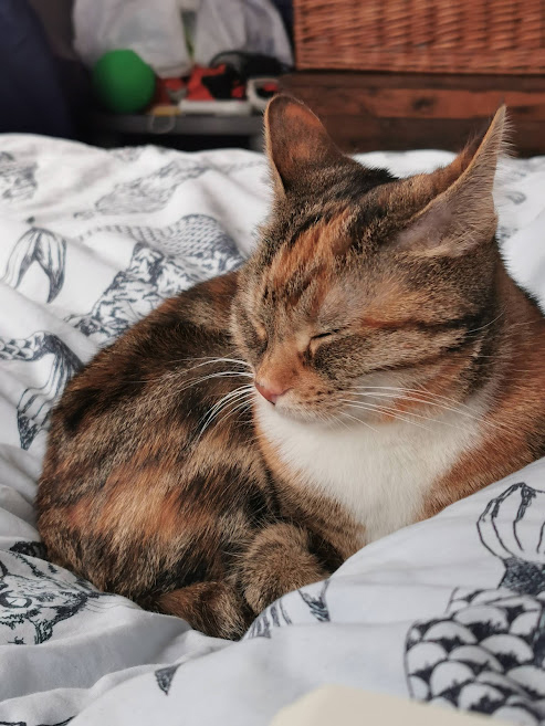 Puddin has now been rehomed and her new owners report she has settled in well.