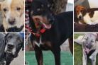 5 dogs looking for forever homes. Credit: SN Dogs