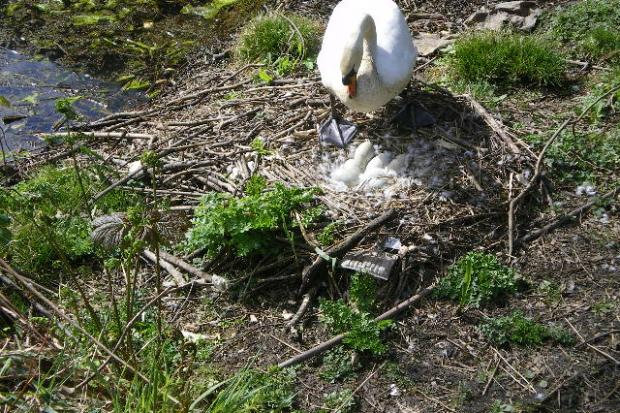 RSPCA calls for information after distressing swan death