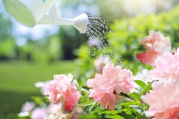 Warrington Guardian: A watering can watering some pink flowers. Credit: Canva
