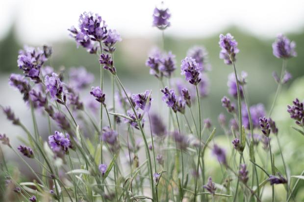 Warrington Guardian: Lavender field. Credit: Canva