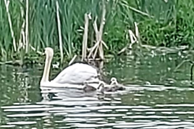 One of the swans and cygnets pictured by Rebecca