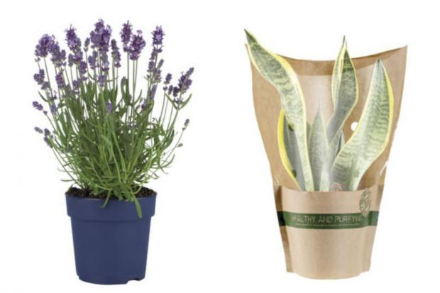 Warrington Guardian: (Left) English Lavender and (right) Air Purifying Plant (Lidl/Canva)