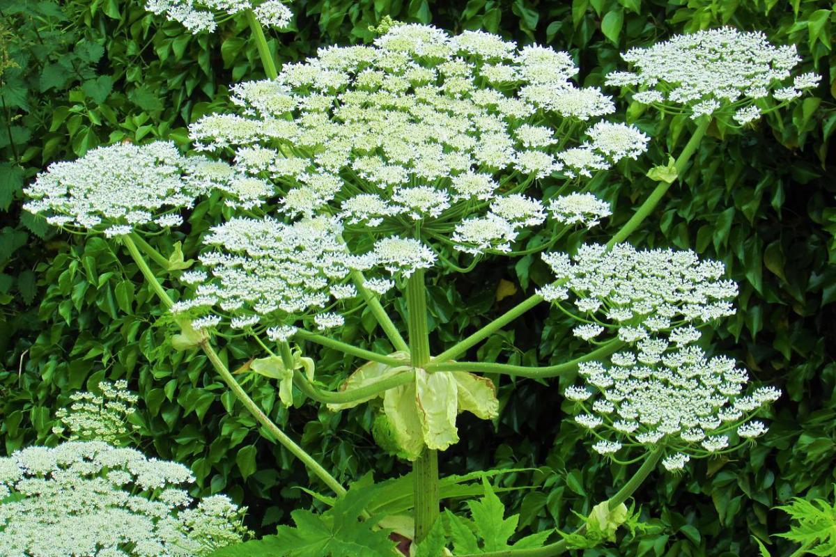 Giant hogweed is toxic and can burn the skin on contact