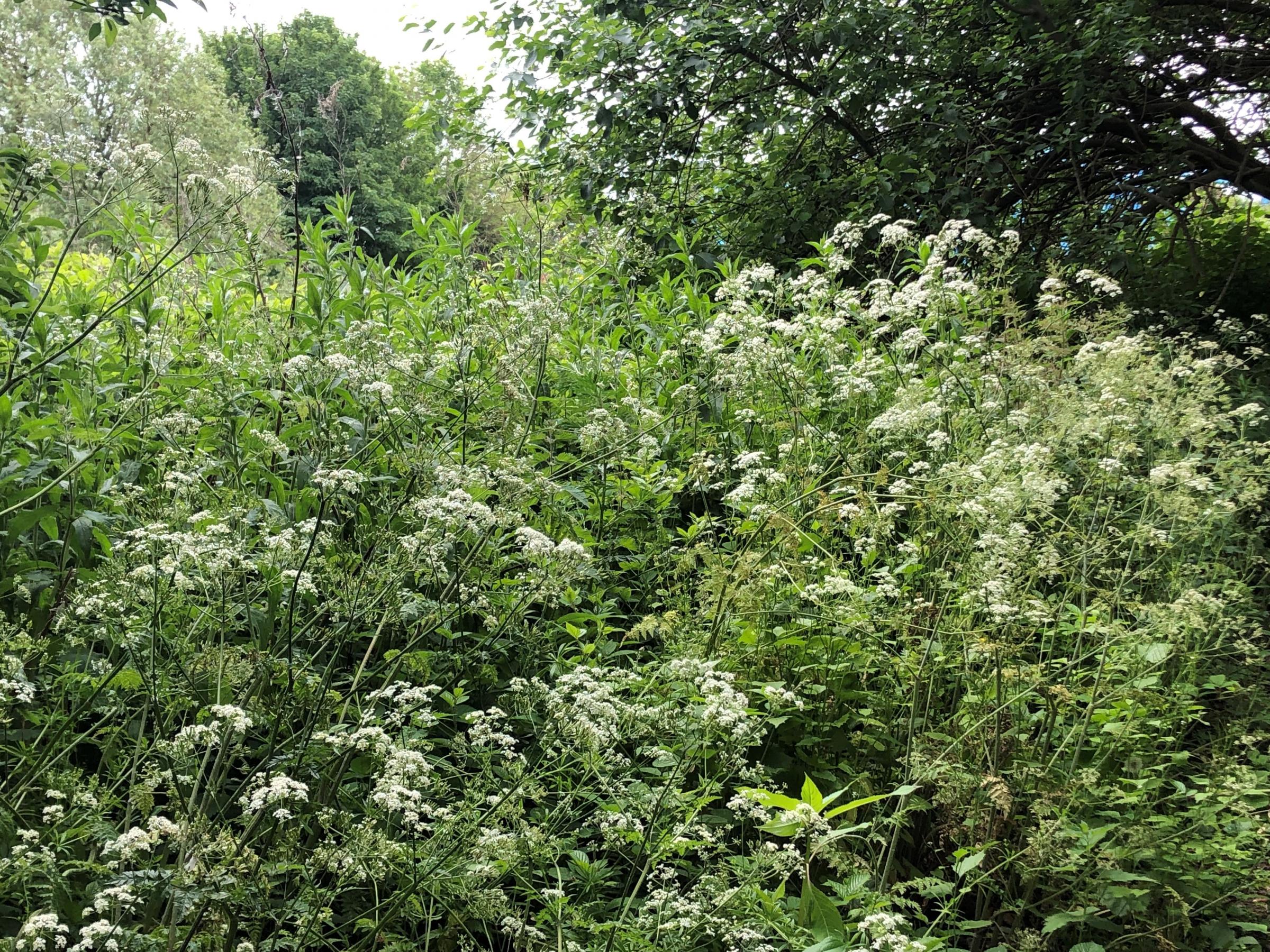 Walkers have reported what they thought was giant hogweed