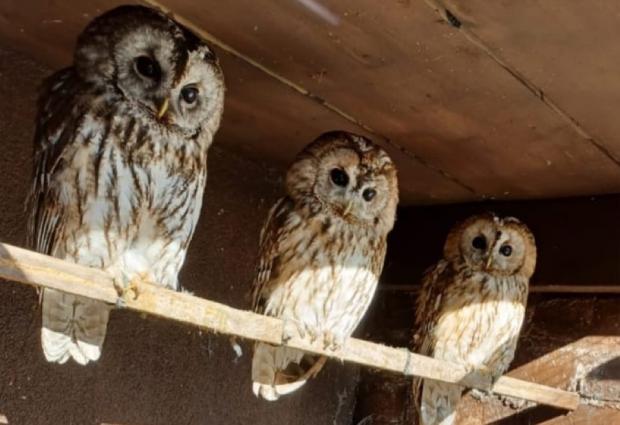 Warrington Guardian: Three tawny owls have been recovered by police