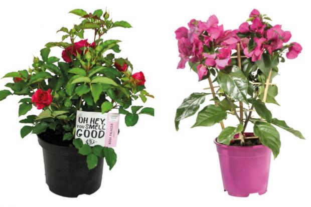 Warrington Guardian: (left) Garden Rose and (right) Bougainvillea (Lidl/Canva)