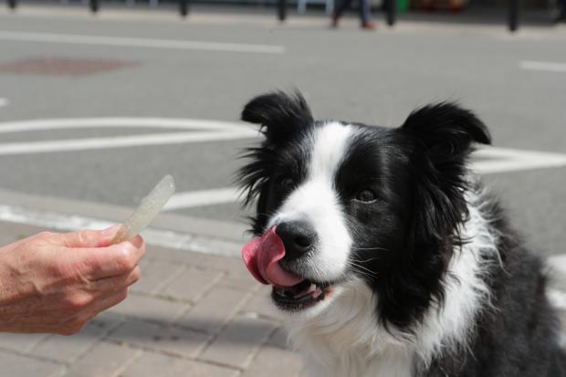 Warrington Guardian: A dog licking its lips after trying the Woof & Brew Ice Pops (Morrisons)