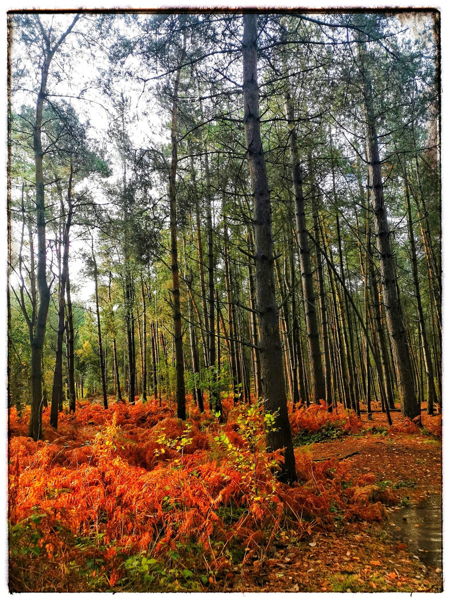 Delamere Forest (Picture: Patricia Dyson)