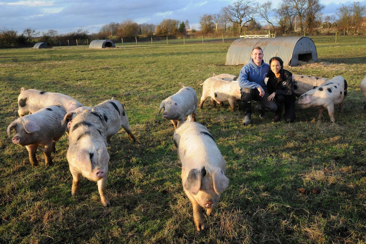 Gloucestershire Old Spot pigs are at home on the farm