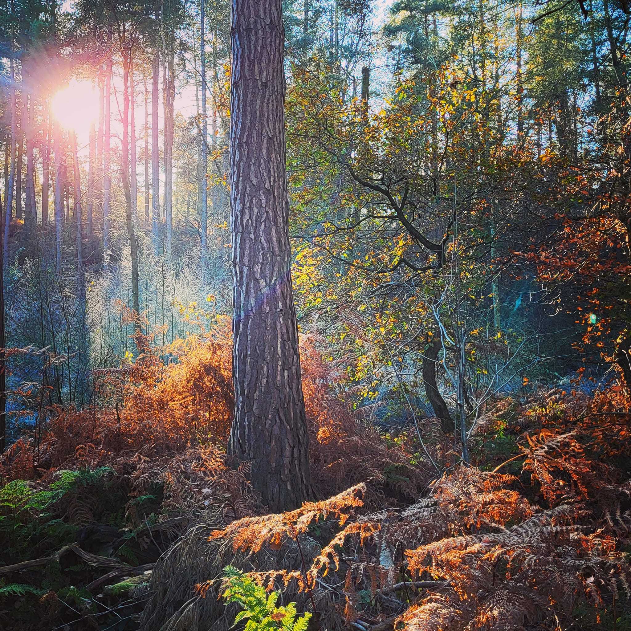 Sunbeams through the trees at Delamere Forest by Karen Waldron