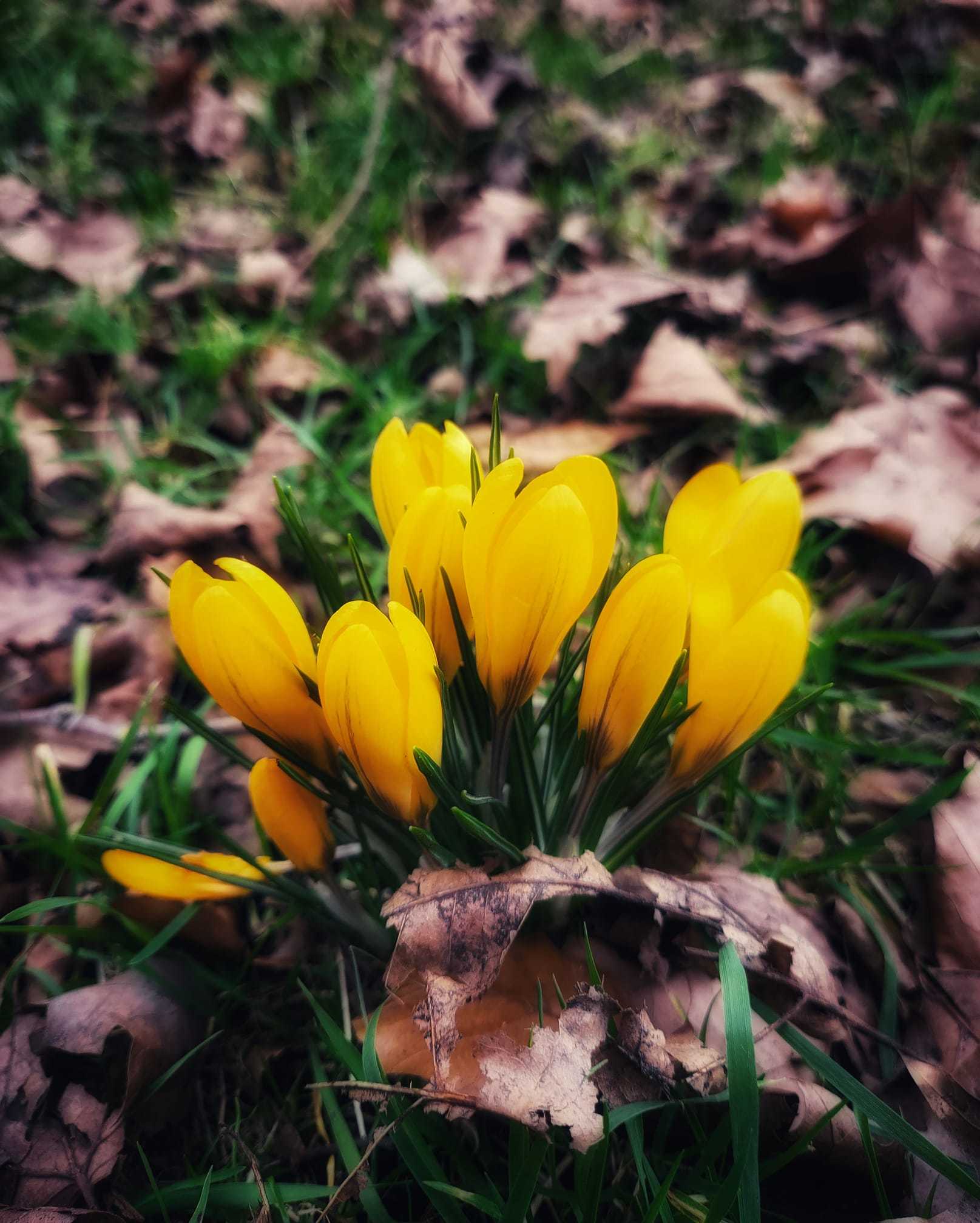 Crocuses in Orford Park by Tony Crawford