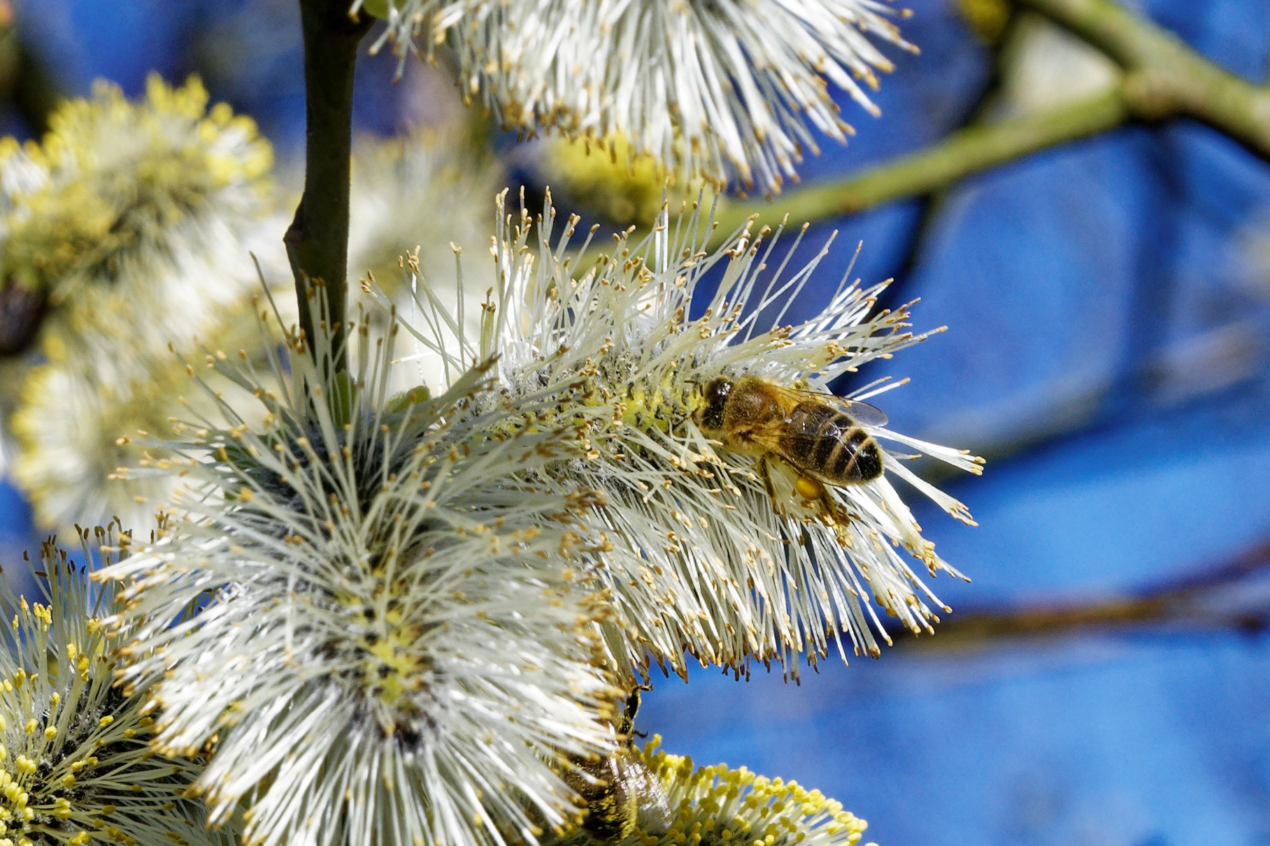 A bee on pussy willow by Neil Stanley
