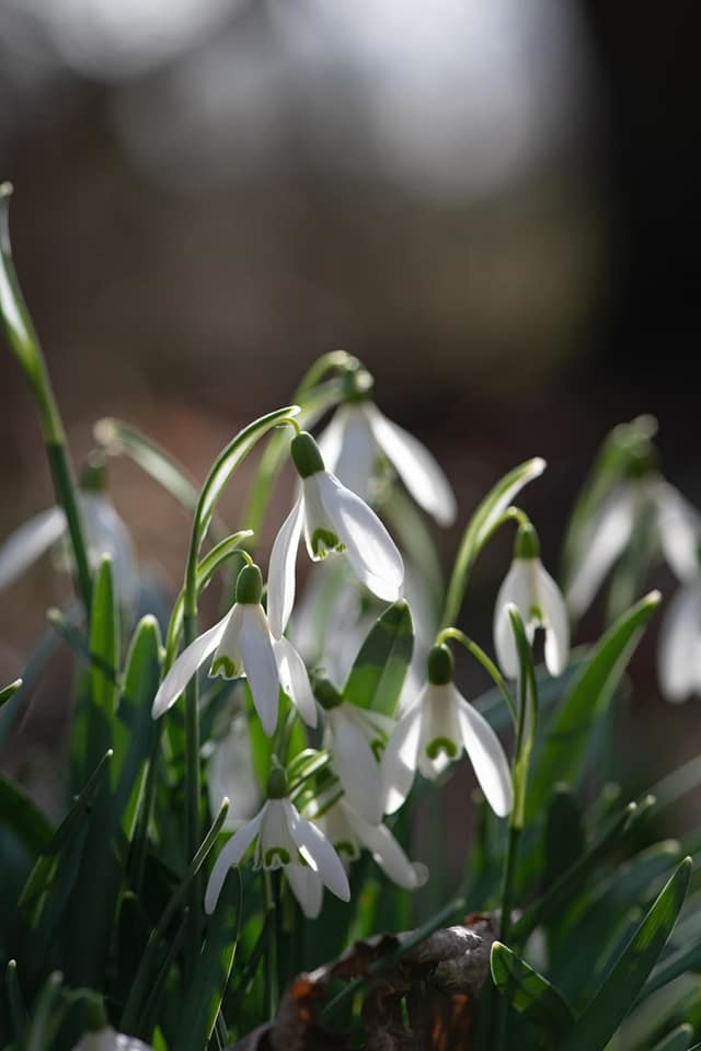 Snowdrops at Woolston Park by Chris Monks