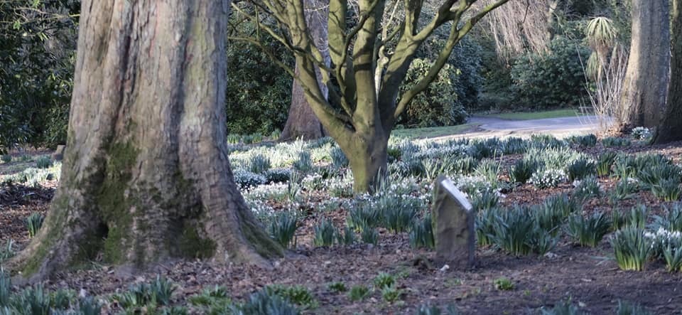 Snowdrops round tree trunks by Tracy Milsom