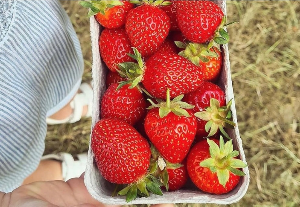Strawberries will soon be ripe for picking at Kenyon Hall Farm