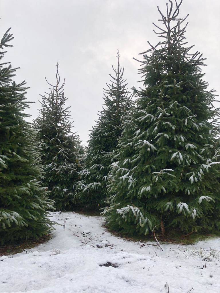 Grappenhall Christmas Trees