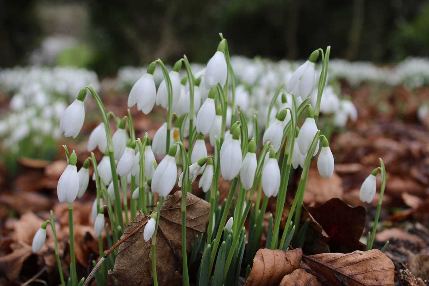 Orford Park snowdrops by Tony Crawford