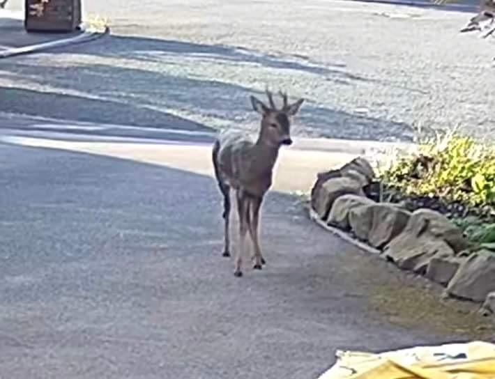 Another sighting of the 'Sankey deer' outside a home in Great Sankey 