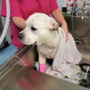 American Bulldog Finlay receiving urgent cooling treatment. Pic credit: PA