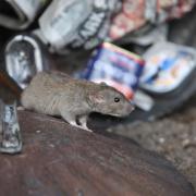 Why you're more likely to see rats this winter (and what you can do about it)