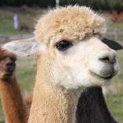 Alpacas hail South America and their soft, silky fleece is said to be warmer than sheep's wool and as fine as cashmere (PICTURE: Pixabay).