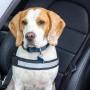 Driving with a dog in the car could land you  a £5,000 fine or lose your drivers licence (Choose My Car)
