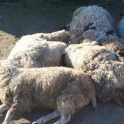 Eight sheep were killed in a savage attack by a dog  near Pool Lane in Lymm